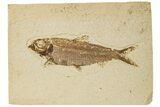 Detailed Fossil Fish (Knightia) - Wyoming #186455-1